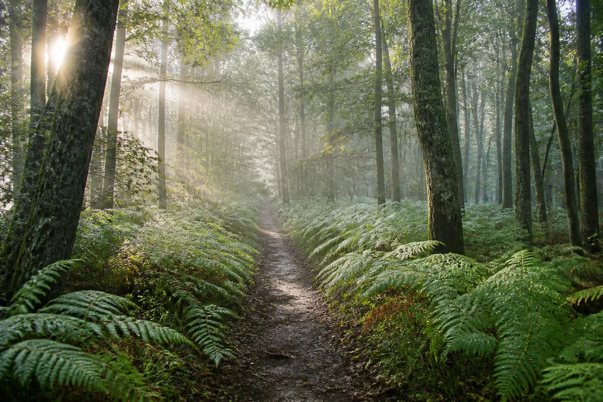 Sentier de terre bordé de fougères dans une forêt de feuillus au petit matin, brume légère entre les troncs