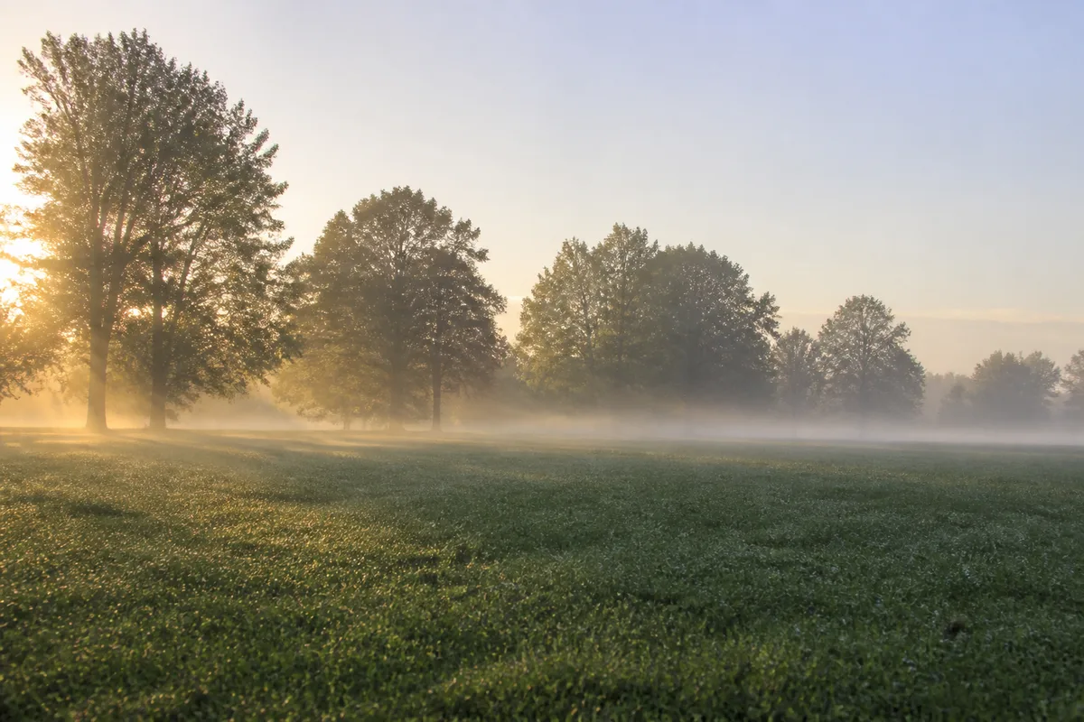 Brume matinale sur une pelouse avec des arbres en arrière-plan