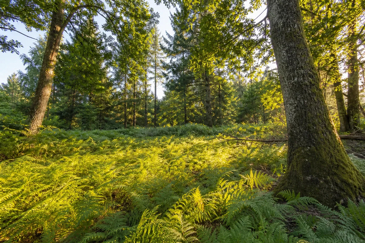 Clairière de forêt mixte française avec fougères et lumière rasante en fin de journée